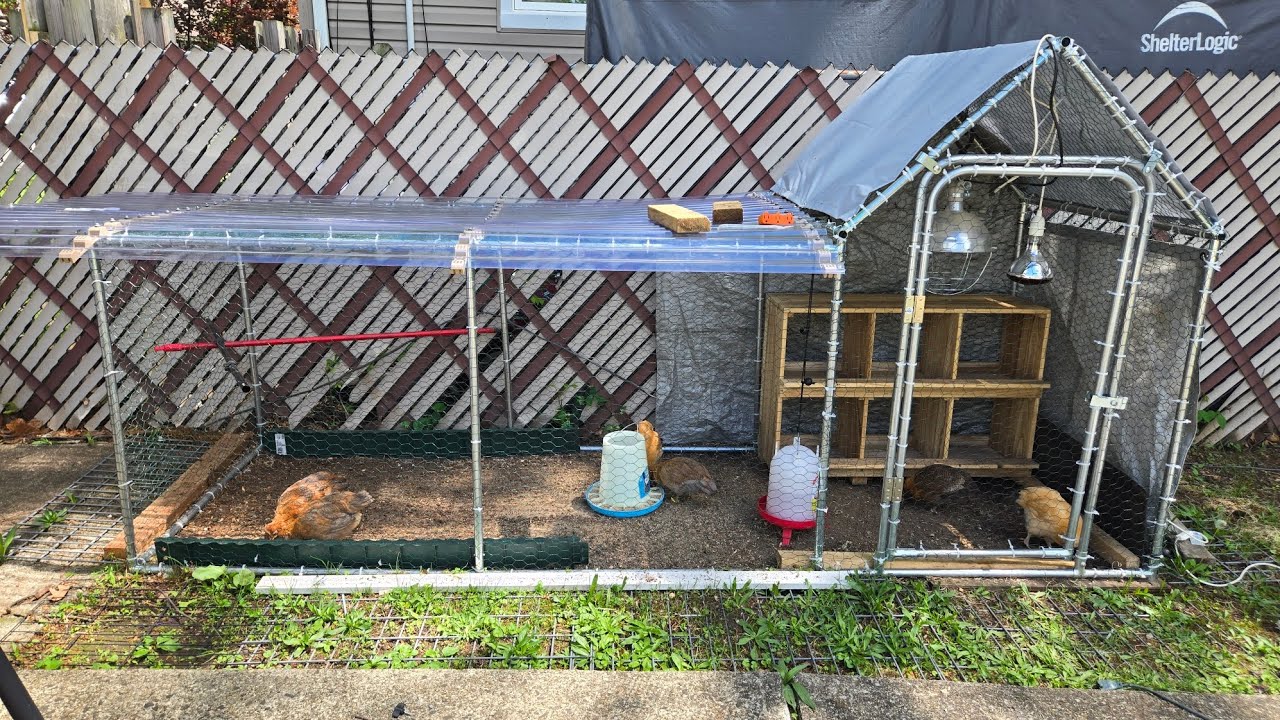 Limpiando el gallinero! Aprendiendo a criar gallinas en Estados Unidos.