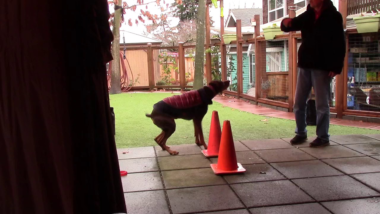 How to train a dog foundation running contact, target, cone work with Doberman Red by shape training