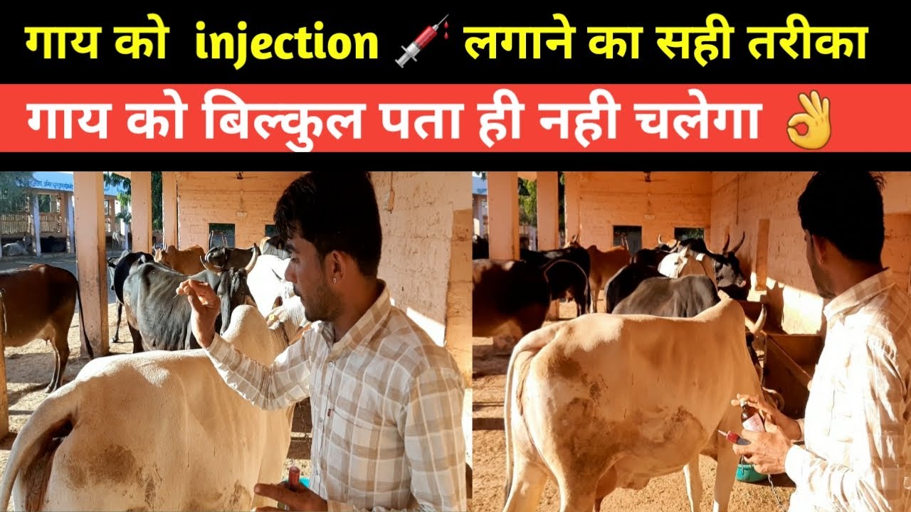 cow ko injection kaise lagaye || Gay ko injection 💉 kaise lagaye