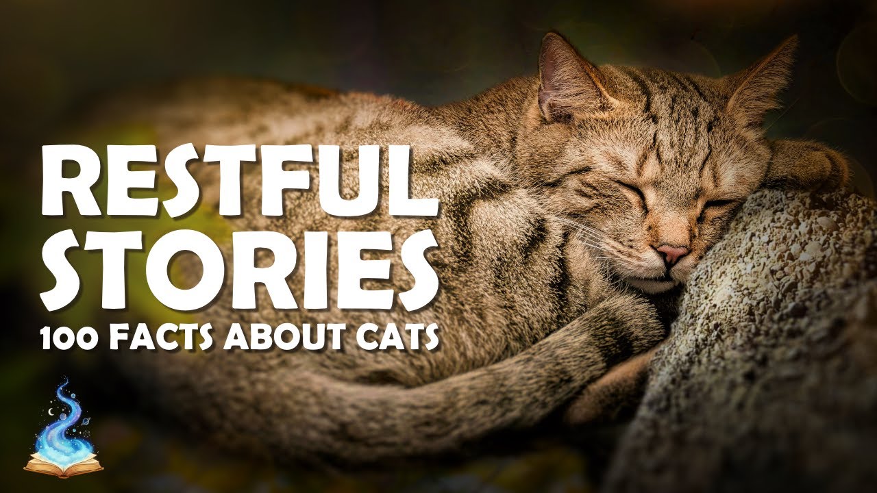 100 Facts About Cats to Help You Fall Asleep 😺