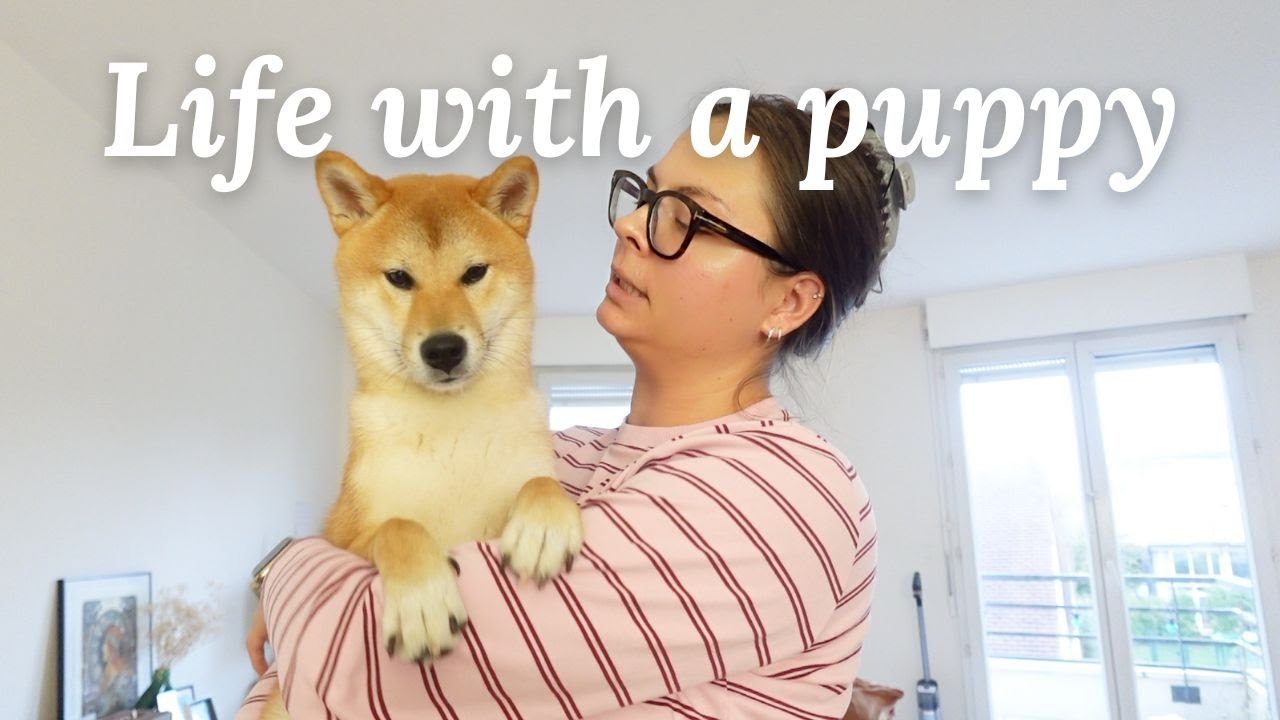 just an * ordinary vlog * | life with a puppy (not ours yet 😥)