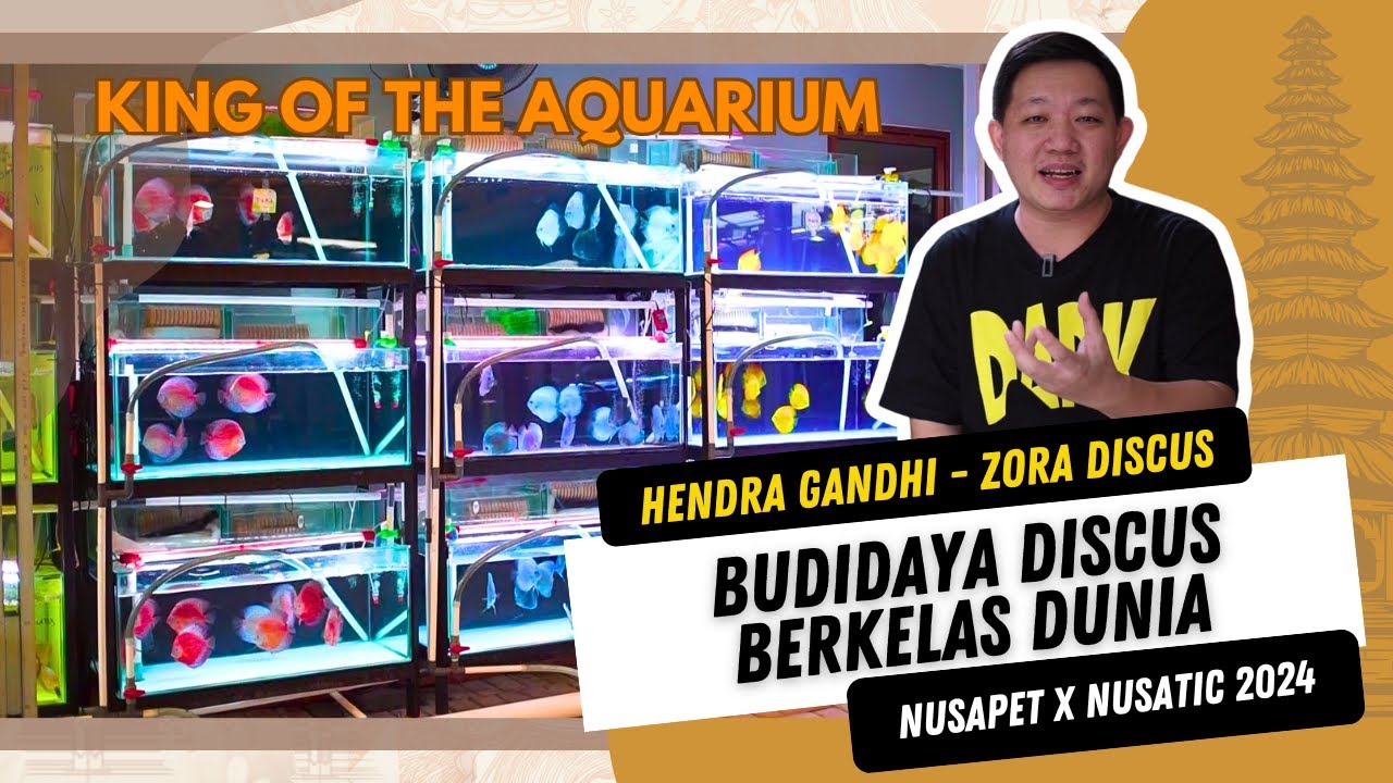 BUDIDAYA DISCUS KUALITAS TINGGI  | ZORA DISCUS