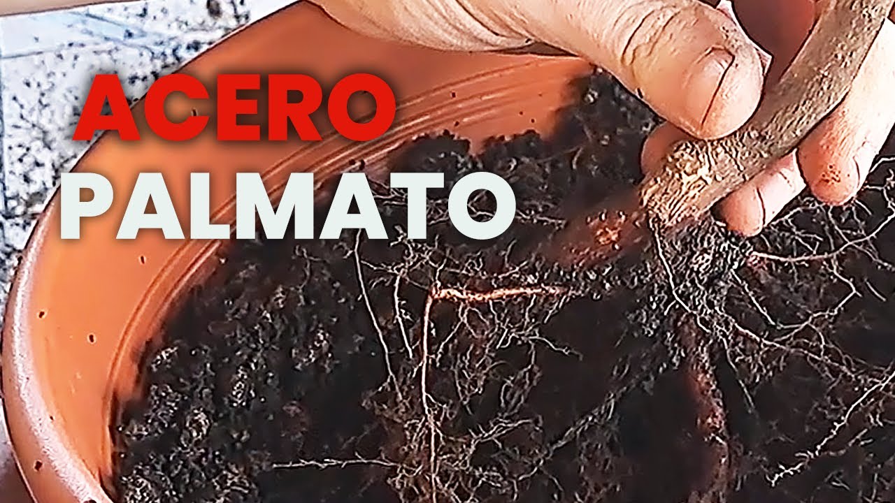 PRIMO RINVASO del mio ACERO PALMATO