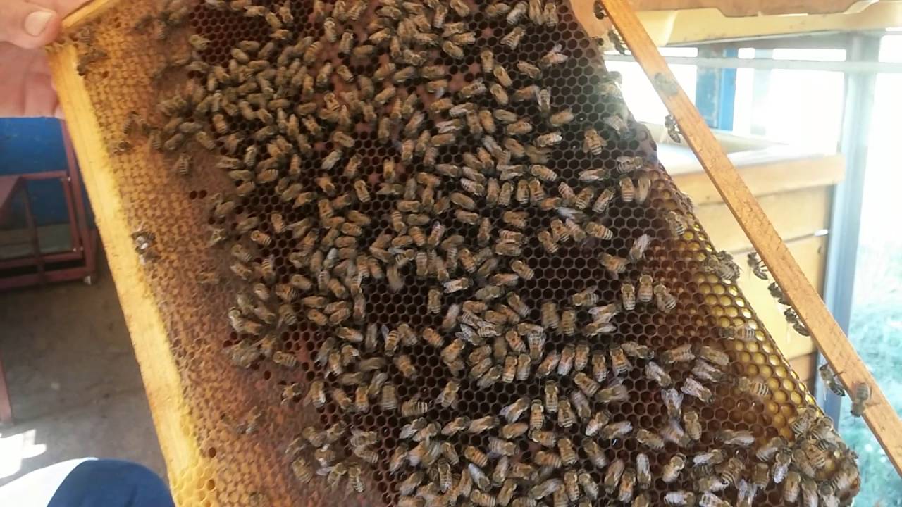 Tratament anti-varroa 2016