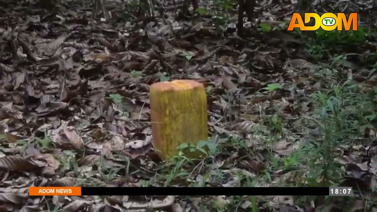 Cocoa Sector Challenges: Pres. Mahama calls for an urgent cabinet meeting to address cocoa crisis.