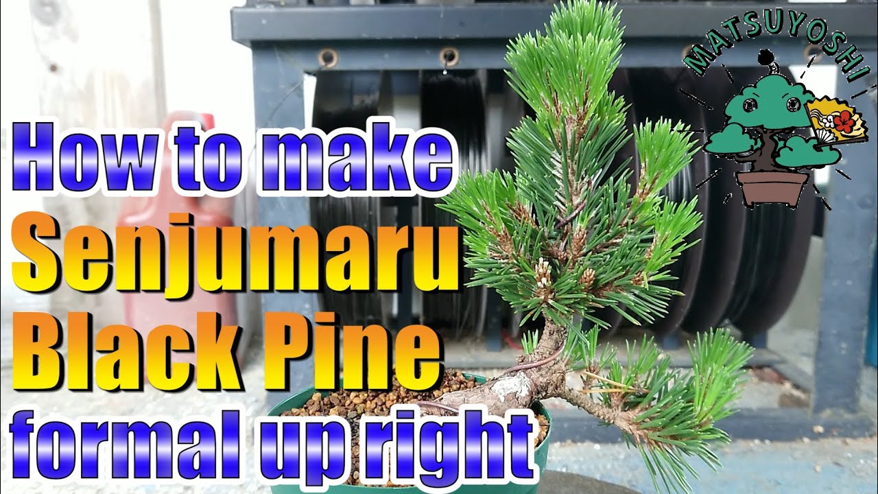 How to make Senjumaru Black pine informal upright style(moyogi) with wiring.