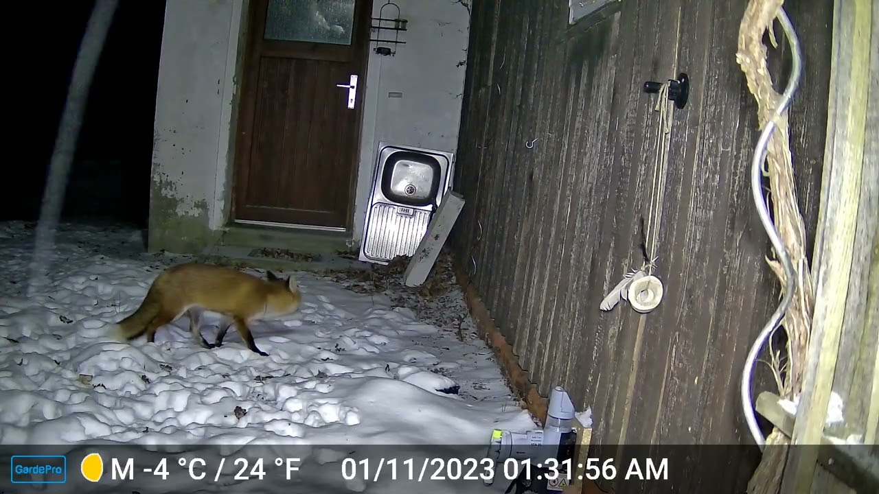 Fuchs Farbaufnahme