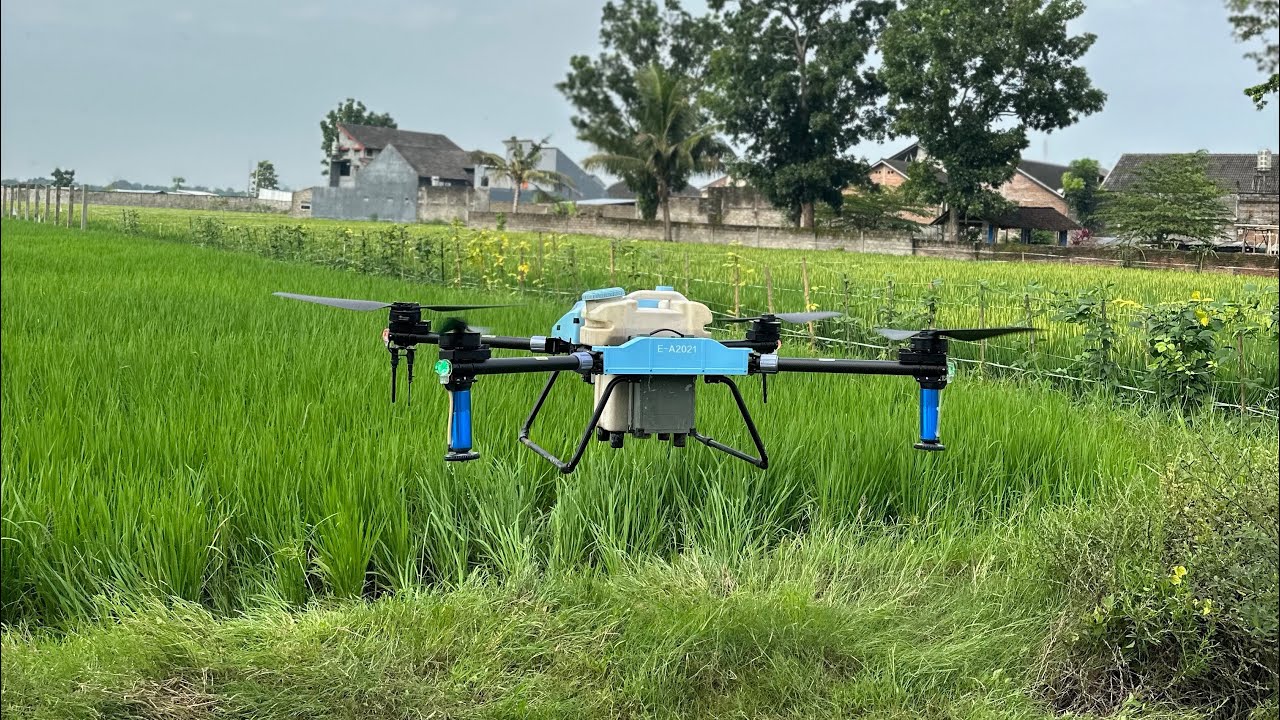 Semprot pestisida di lahan pakai drone ❓❓❓