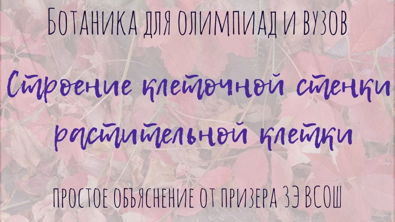 Клеточная стенка растительной клетки | Состав, деление с фрагмопластом, первичная и вторичная стенки