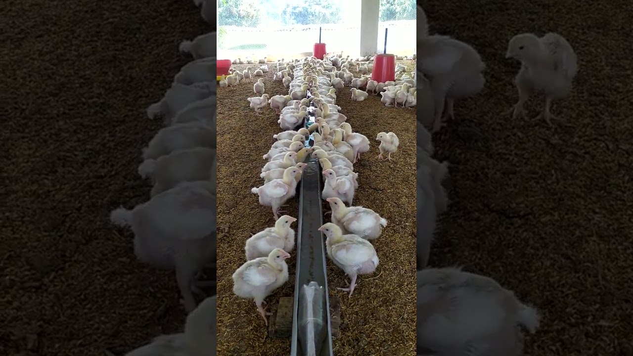 SPECIAL DRINKER WATER SYSTEM FOR BROILERS | LOW COST SYSTEM