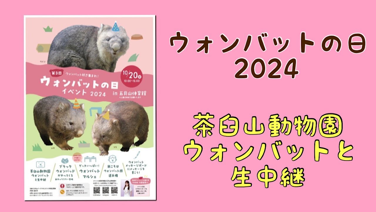 【wombat】ウォンバットの日2024 茶臼山動物園ウォンバットと生中継☆(Broadcast Live)