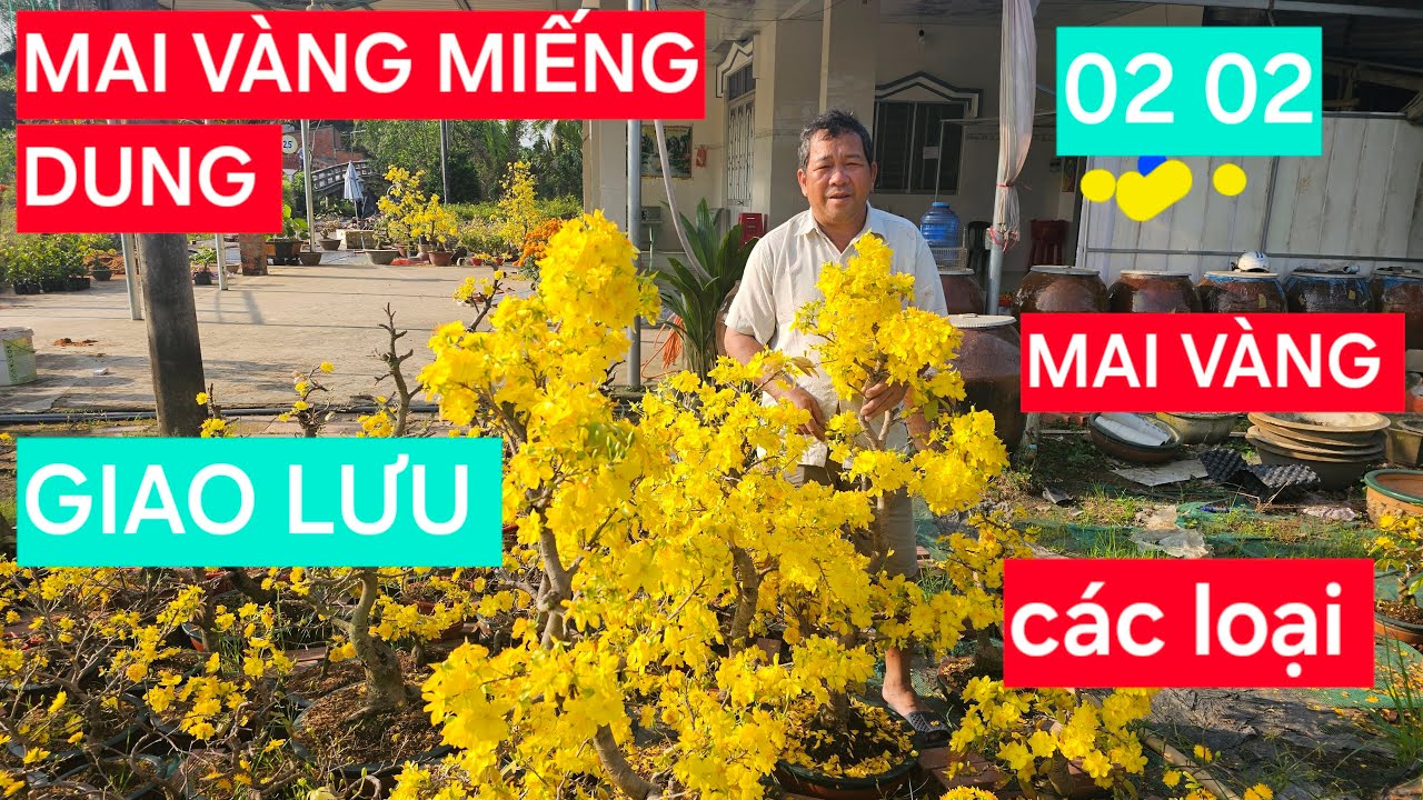 0366 048 123 MAI Vàng Miếng Dung Bến Tre  đang phát trực tiếp!GIAO LƯU MAI VÀNG CÁC LOẠI