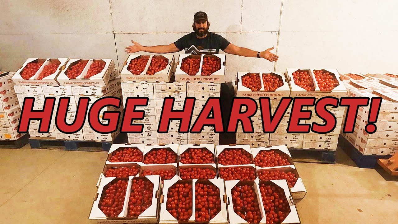HARVESTING GREENHOUSE GRAPE TOMATOES - WAS HOPING NOT TO SEE THIS!