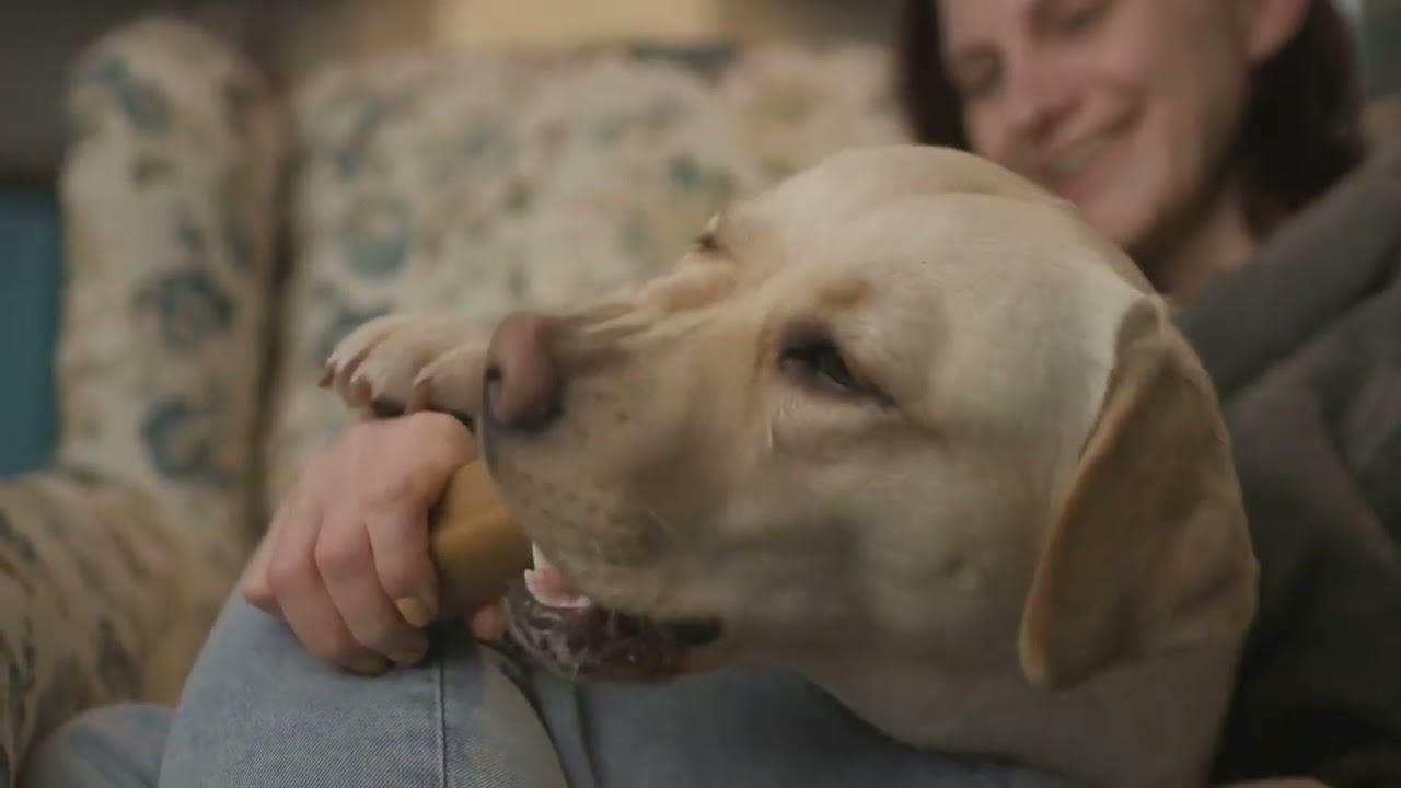 10 Comportamenti Incredibili dei Cani che Non Sapevi Cosa Significano