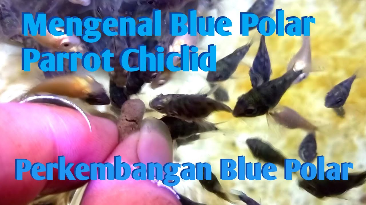 Mengenal ikan lucu dan imut Blue Polar dan perkembangan  ikan blue polar