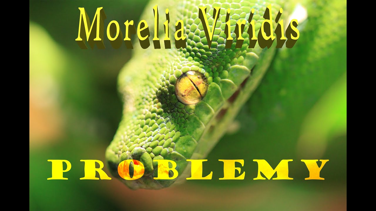Pyton Zielony / Morelia Viridis - poradnik: #4 Problemy / Wylinka/ Prolapse / Respiratory infection