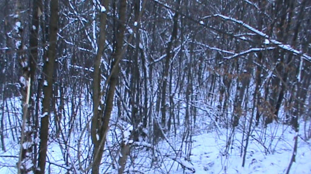 Uzivo lov na divlju svinju Majevica - Wild boar hunting - Wildschweinjagd