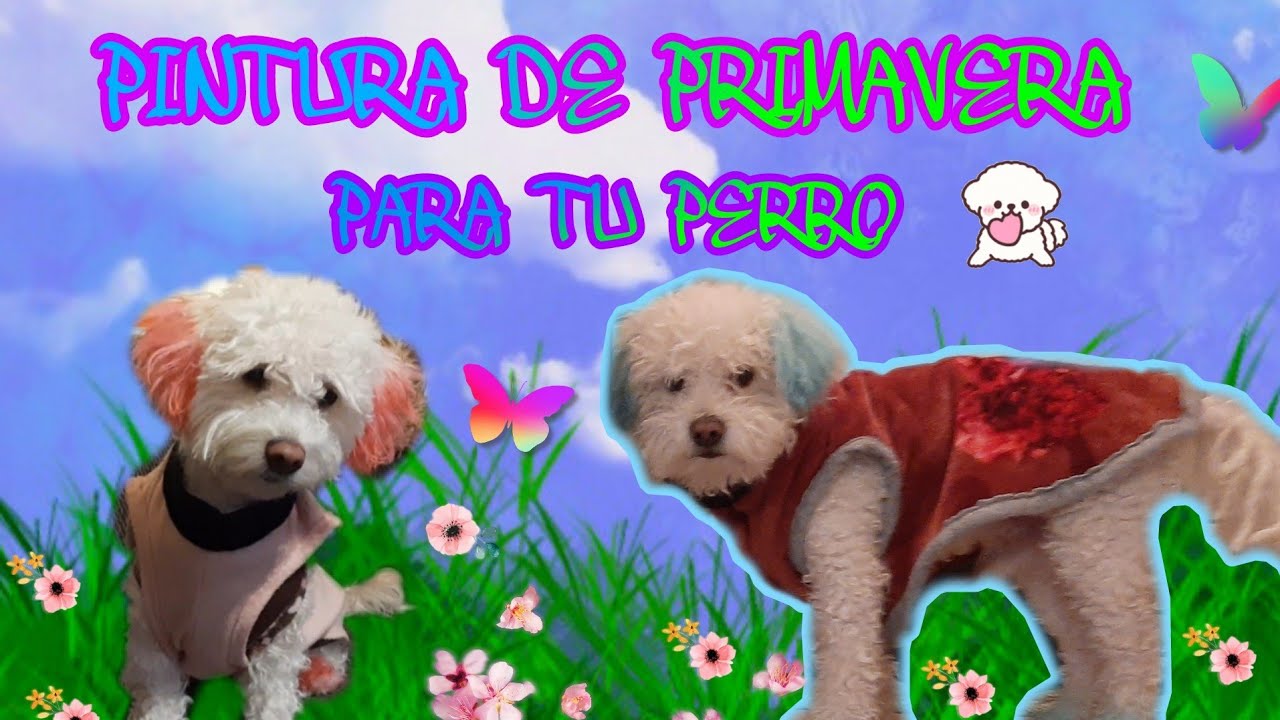 ✅🌸🌹COMO PINTAR EL PELO ATU PERRO EN PRIMAVERA🌻🌺/Orejitas y Zapatitos kawaii/Look de Lukas y Barbie