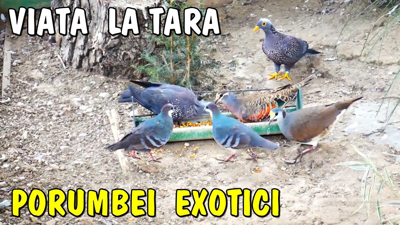 Viața la țară ❤🕊 Porumbei Exotici acasă la Lucian din Argeș - exotic Pigeons Loft