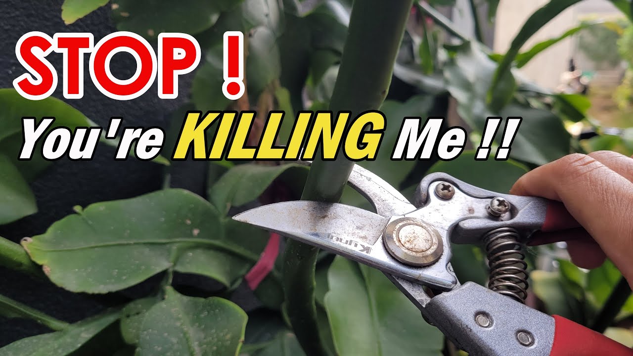 How to Correctly Prune Epiphyllum Oxypetalum for Maximum Blooms | Rod-like Stems and Leaf-like Stems