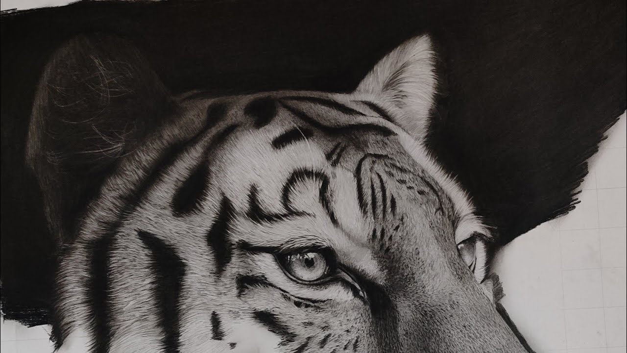 How To Draw Realistic Tiger, Step By Step Shading Tutorial | Ep. 3 🔥😍