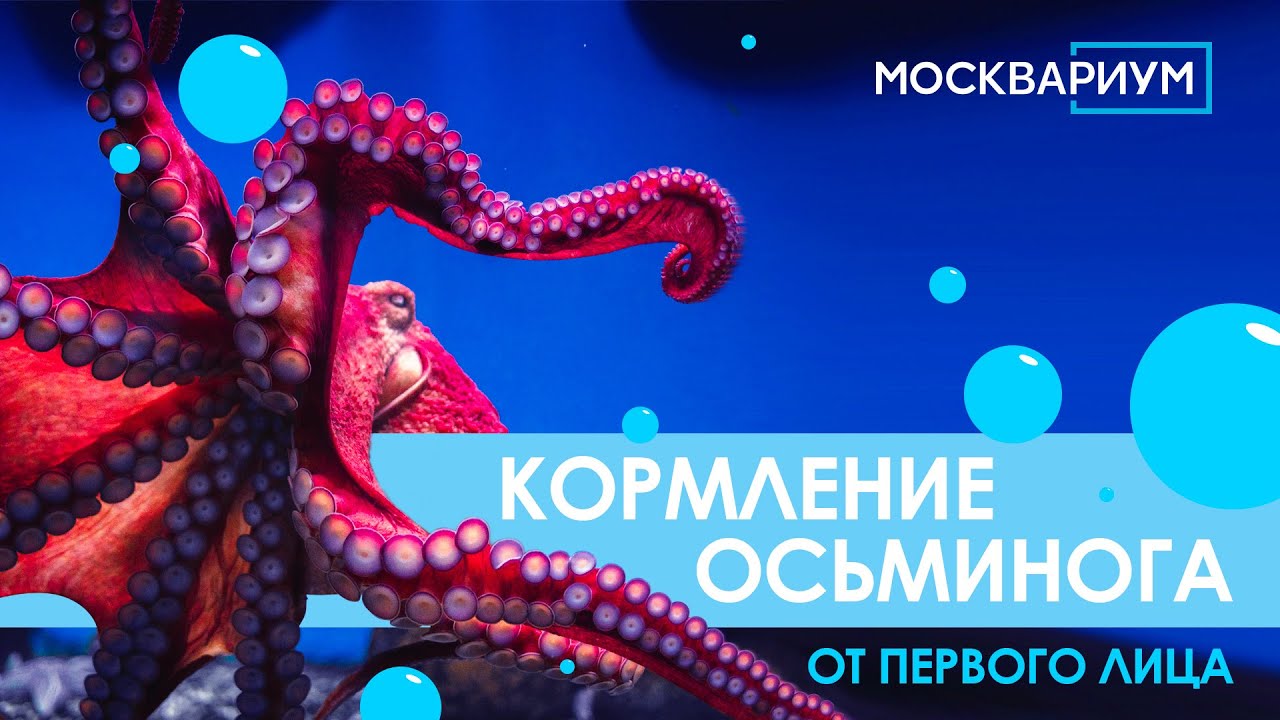 Кормление осьминога от первого лица!