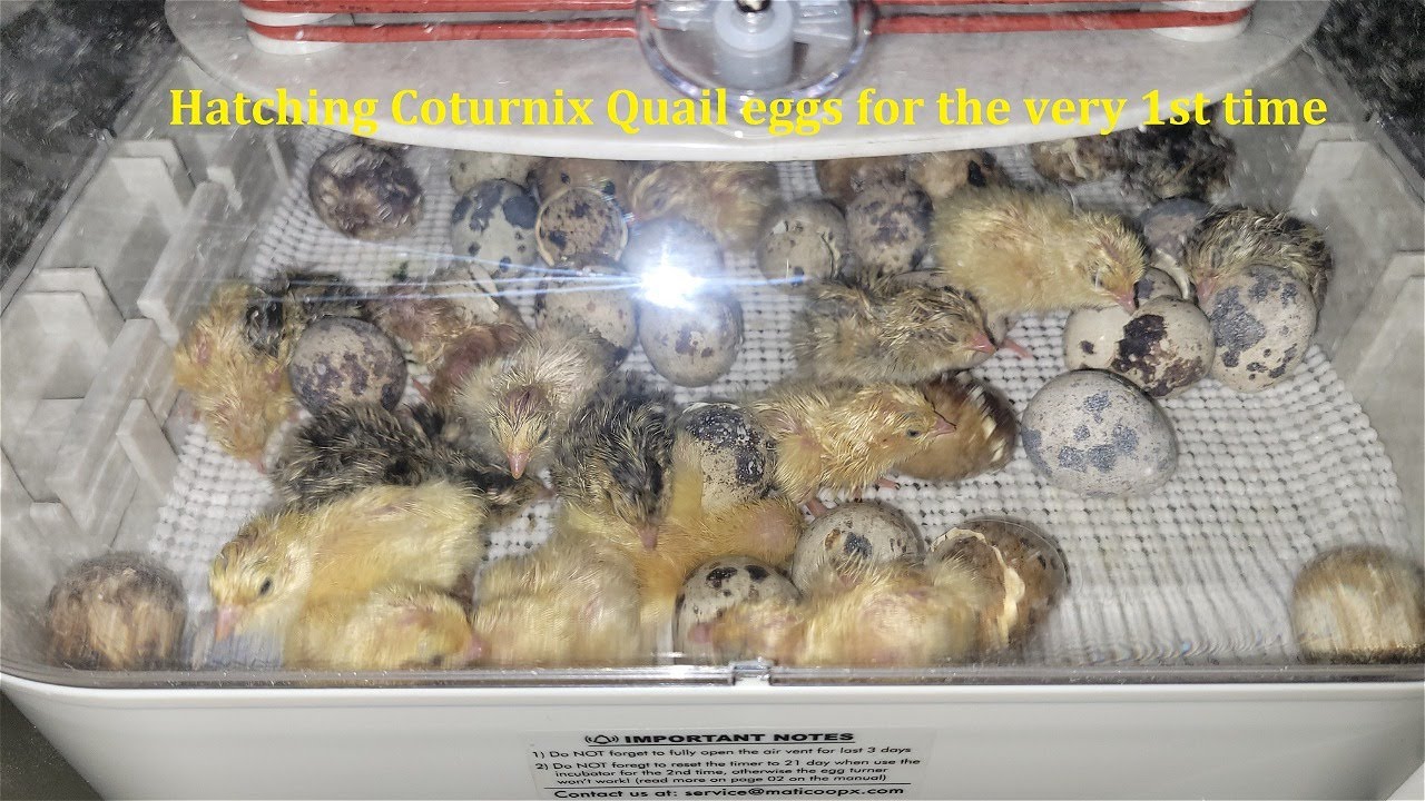 Hatching Coturnix quail eggs for the very 1st time
