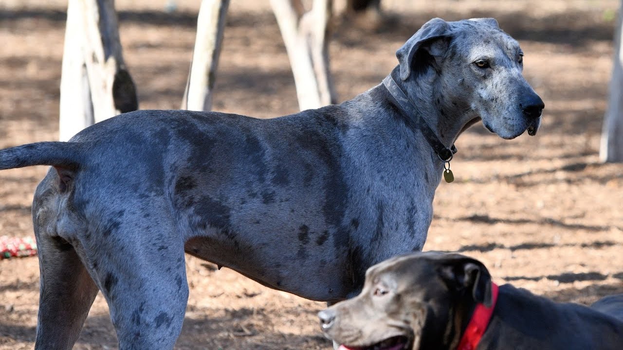 Understanding Great Dane Tail Wagging and Body Language
