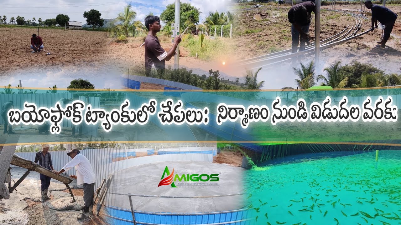 బయోఫ్లోక్ ట్యాంకుల నిర్మాణం నుండి చేపలు విడుదల వరకు | పూర్తి ప్రక్రియ#farming #aquaculture #fishing