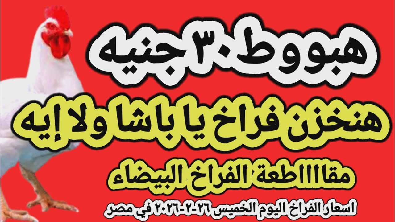 اسعار الفراخ البيضاء اليوم/ سعر الفراخ البيضاء اليوم الخميس ٢٦-٢-٢٠٢٦ في مصر جمله وقطاعي
