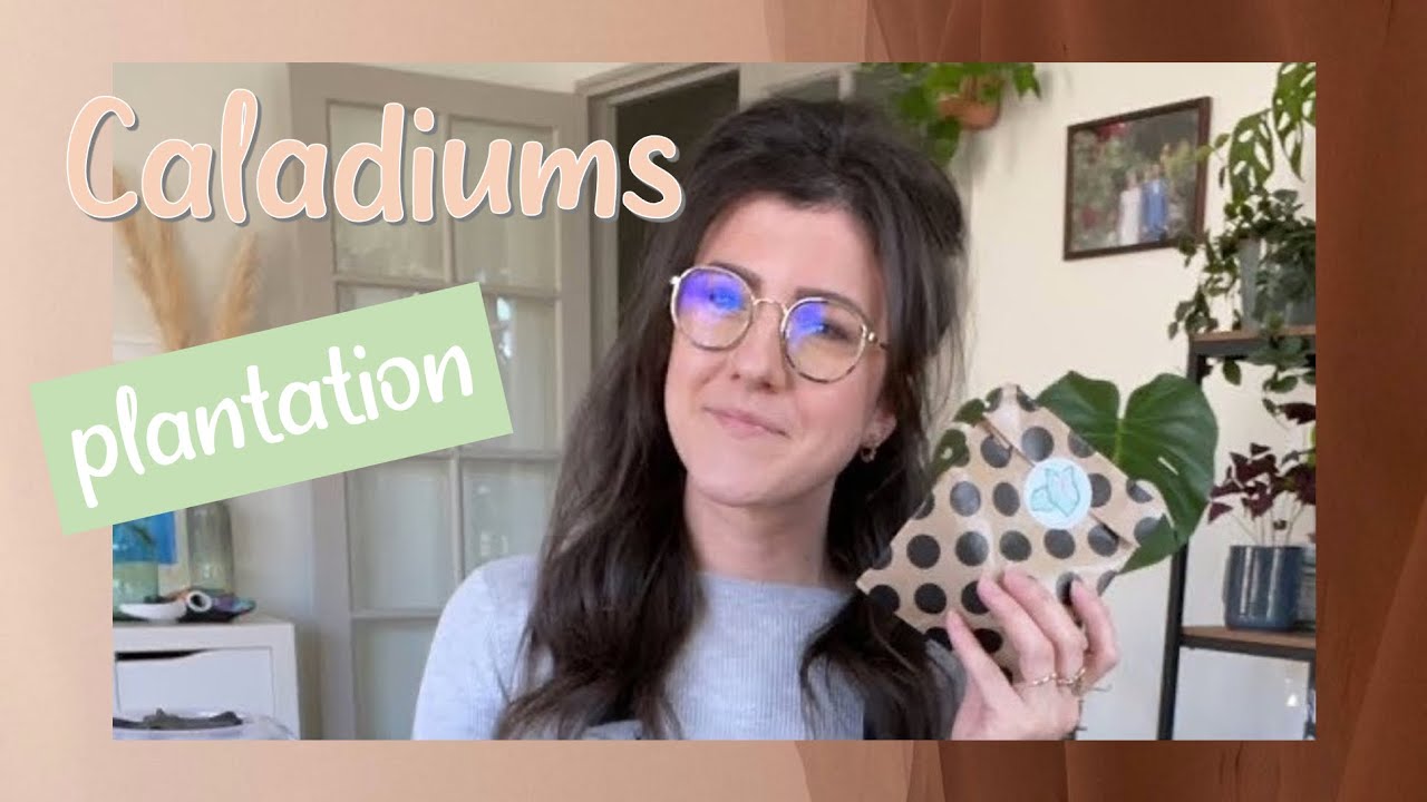Caladiums - Mise en terre LIVE