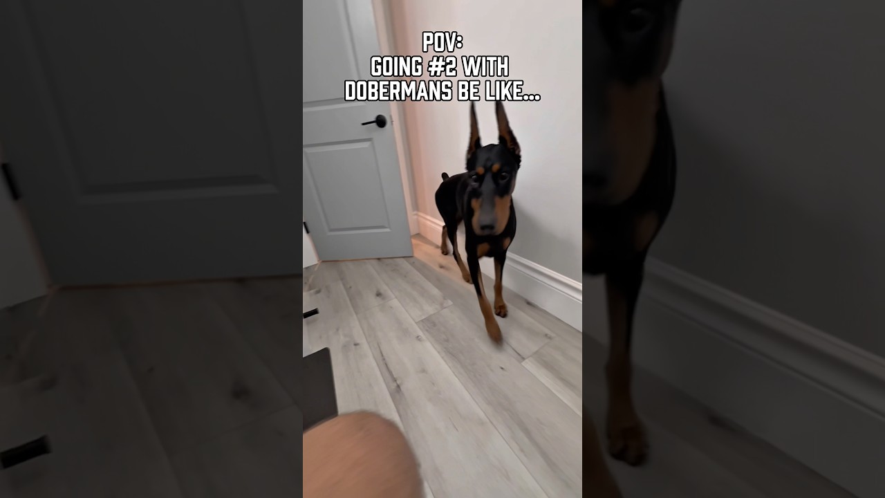 ￼ Going number two be like #Dogs #doberman
