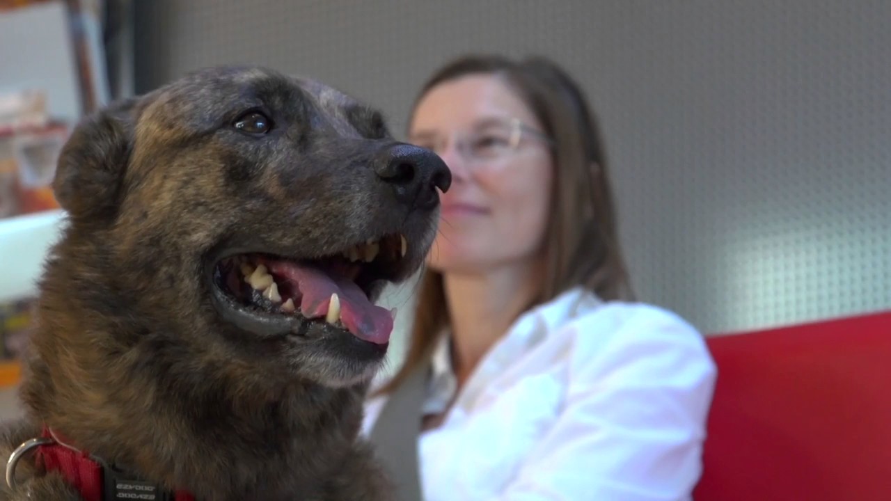 Altijd jong Gedragskliniek voor Dieren