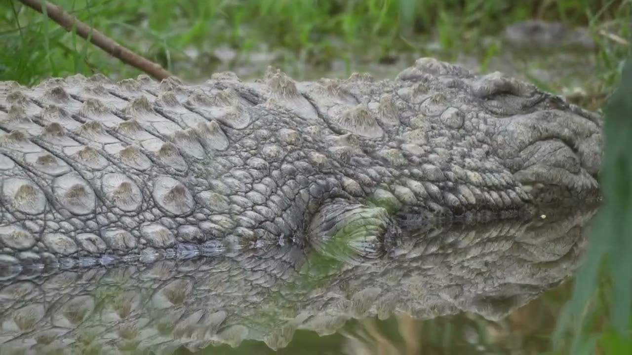 Crocodile, 