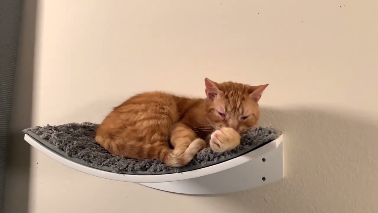 bqw Wall-mounted Cat Shelves installation manual
