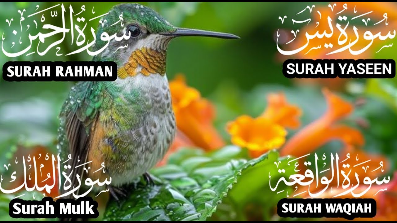 سورة يس❤️والرحمن والواقعة والملك | للرزق والشفاء العاجل❤️جودة عالية HD  #اكسبلور