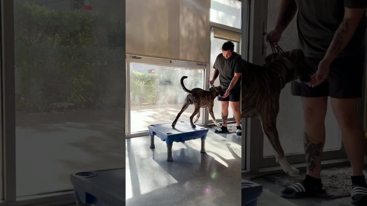 Struggling With Your Dog Indoors? Learn How to Teach the PLACE Command to Your Companion Pet
