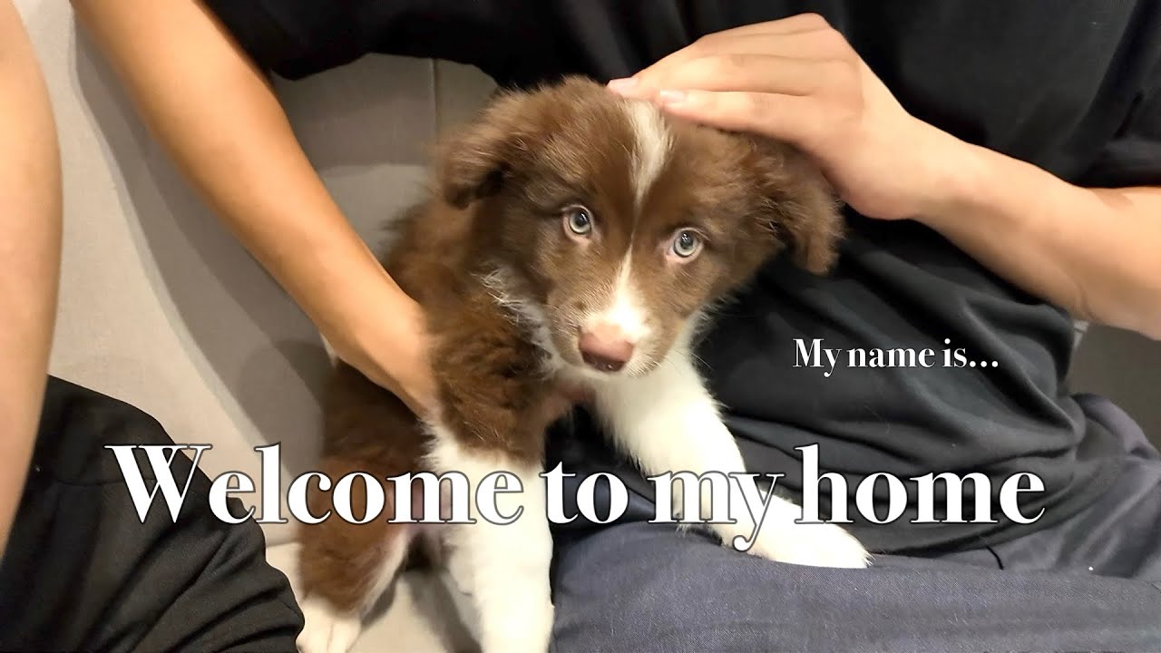 【VLOG】新しい家族が増えました🐶🤎一目惚れしたボーダーコリーちゃん🍼