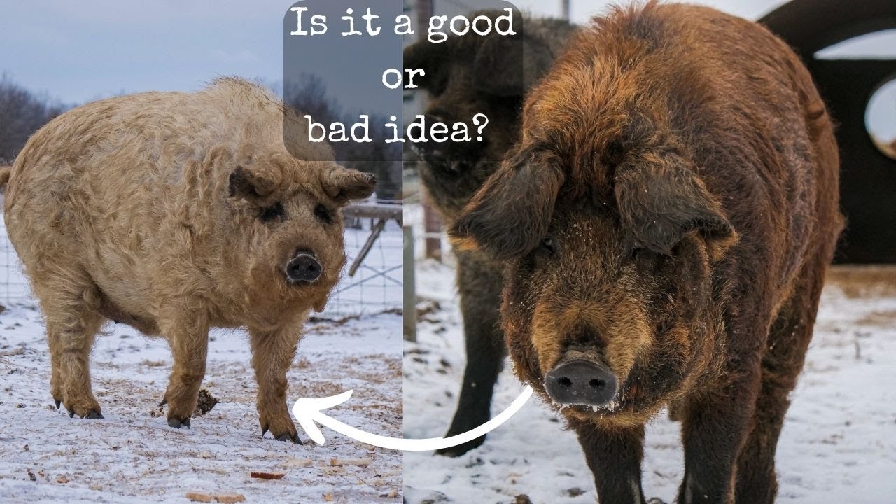 Should You Mix Your Mangalica With Other Pig Breeds