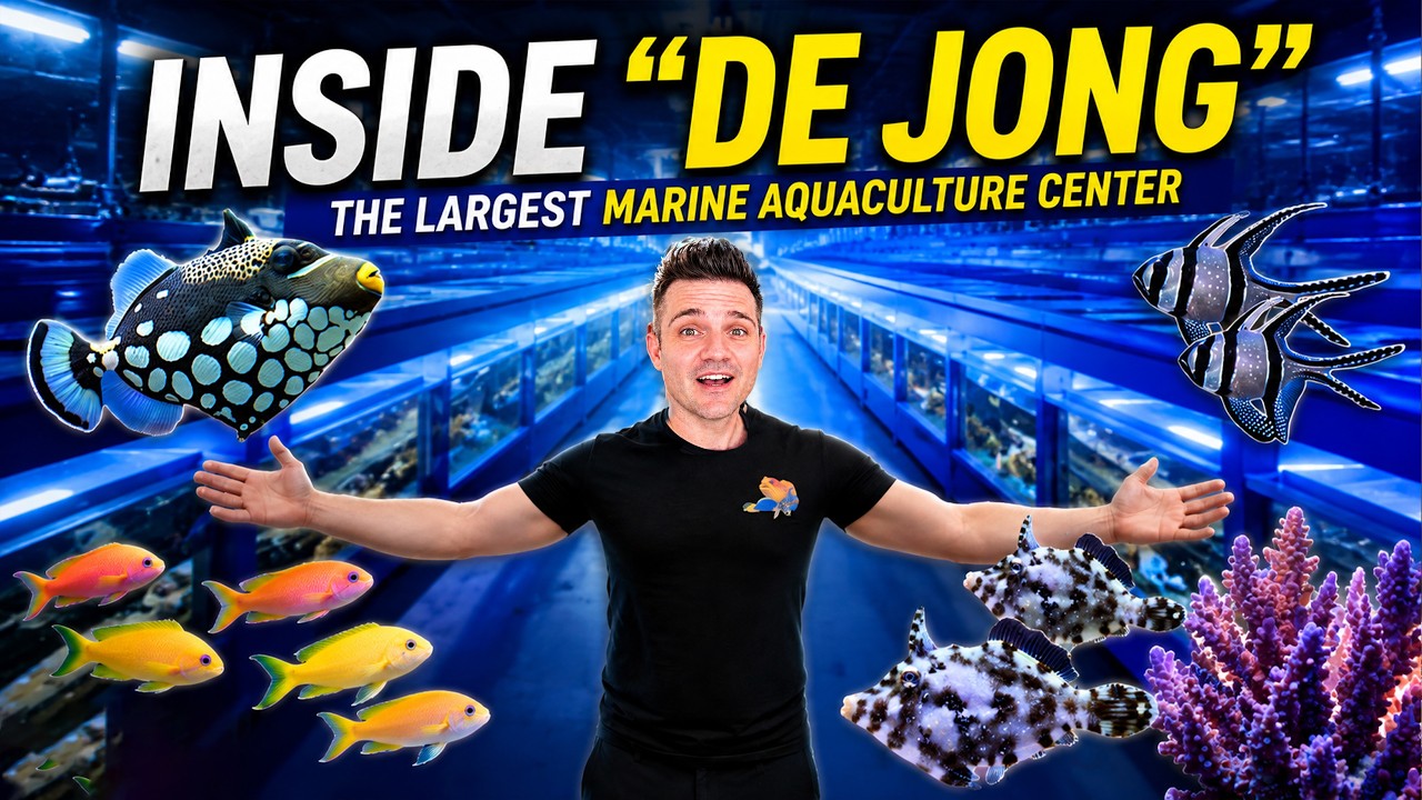 Inside Europe's Largest Marine Fish Breeding Facility || De Jong Marinelife (Netherlands) || Part-1