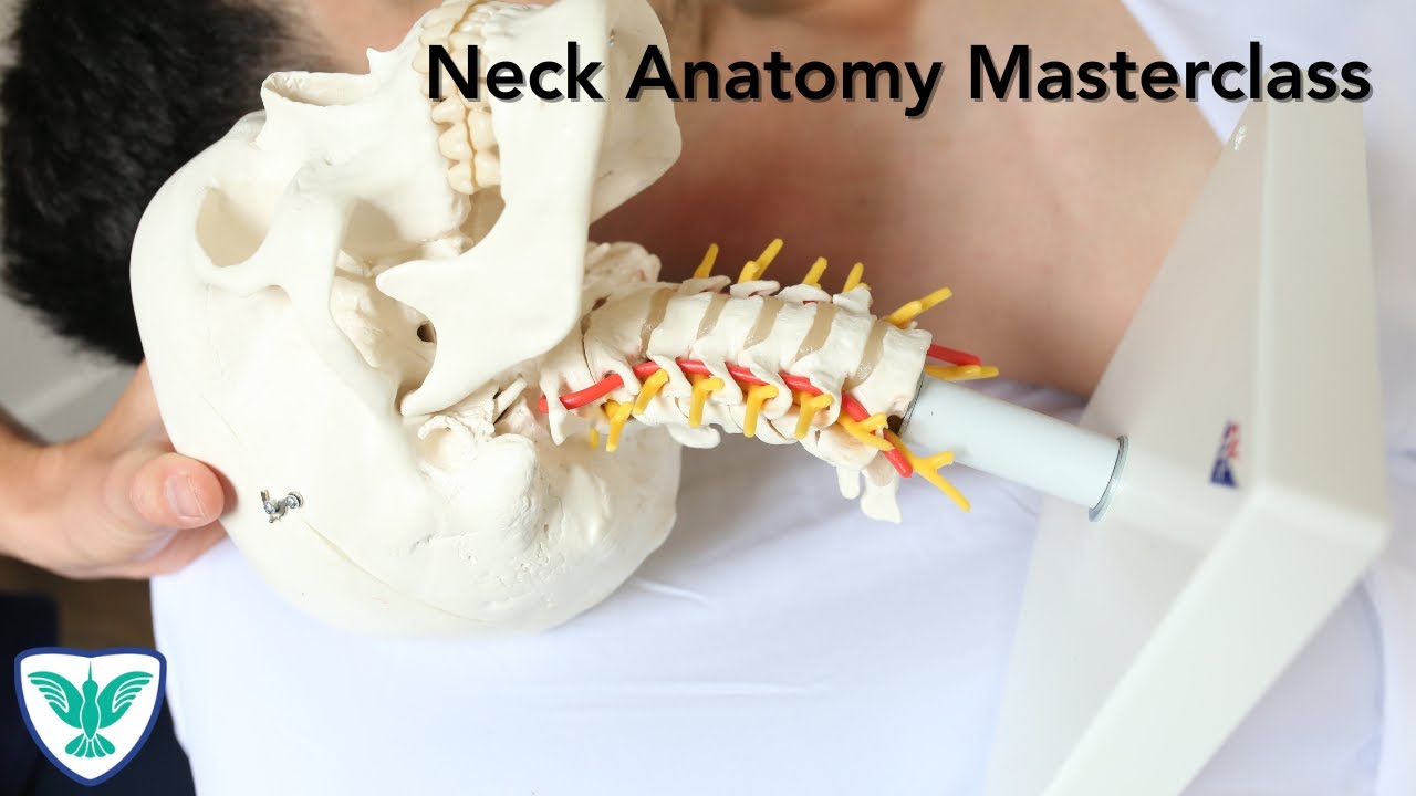 Neck Anatomy for Massage Therapists | SFH TARGET MUSCLE RELEASE™ Demo