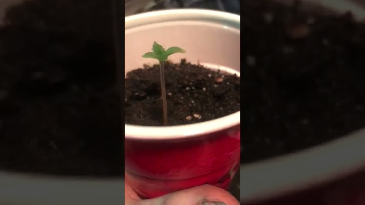 2022 Cardboard box grow op🔥