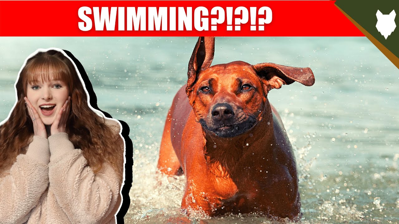 DO RIDGEBACK LIKE SWIMMING?