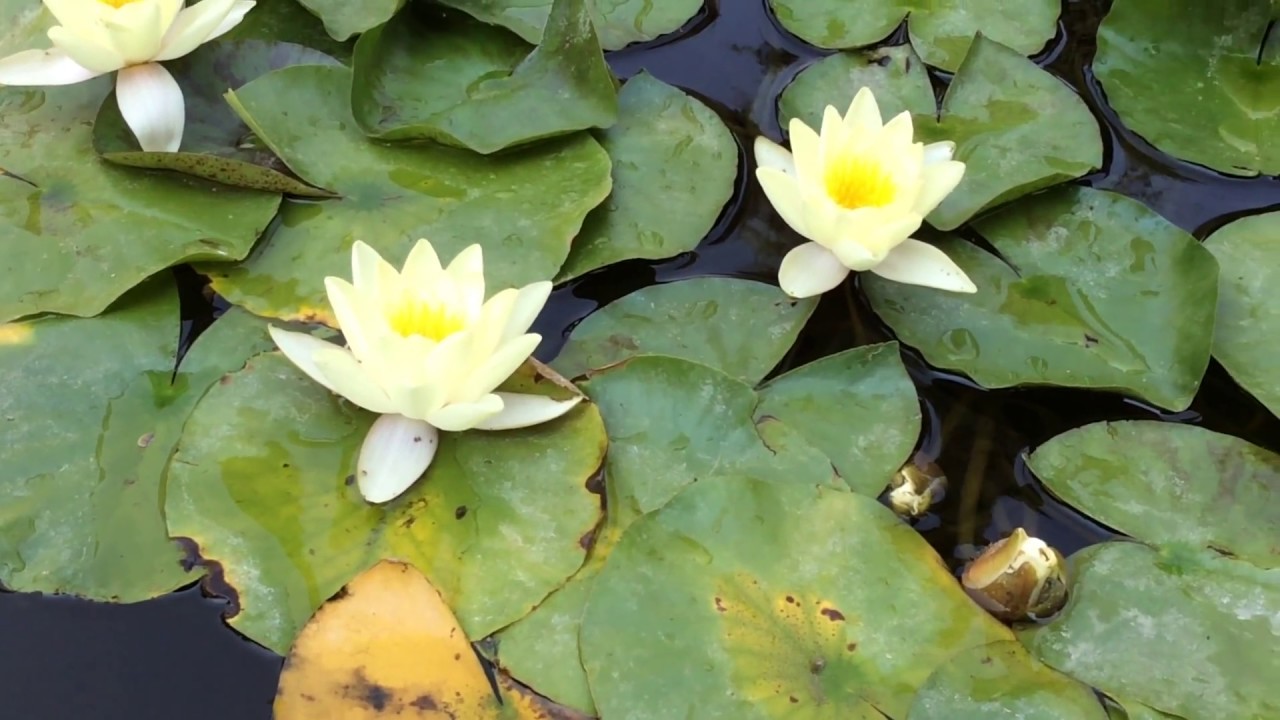 Beautiful Water Lilies (Nymphaeaceae) In Garden Pond #waterlily #nymphaeaceae #worldgardeners
