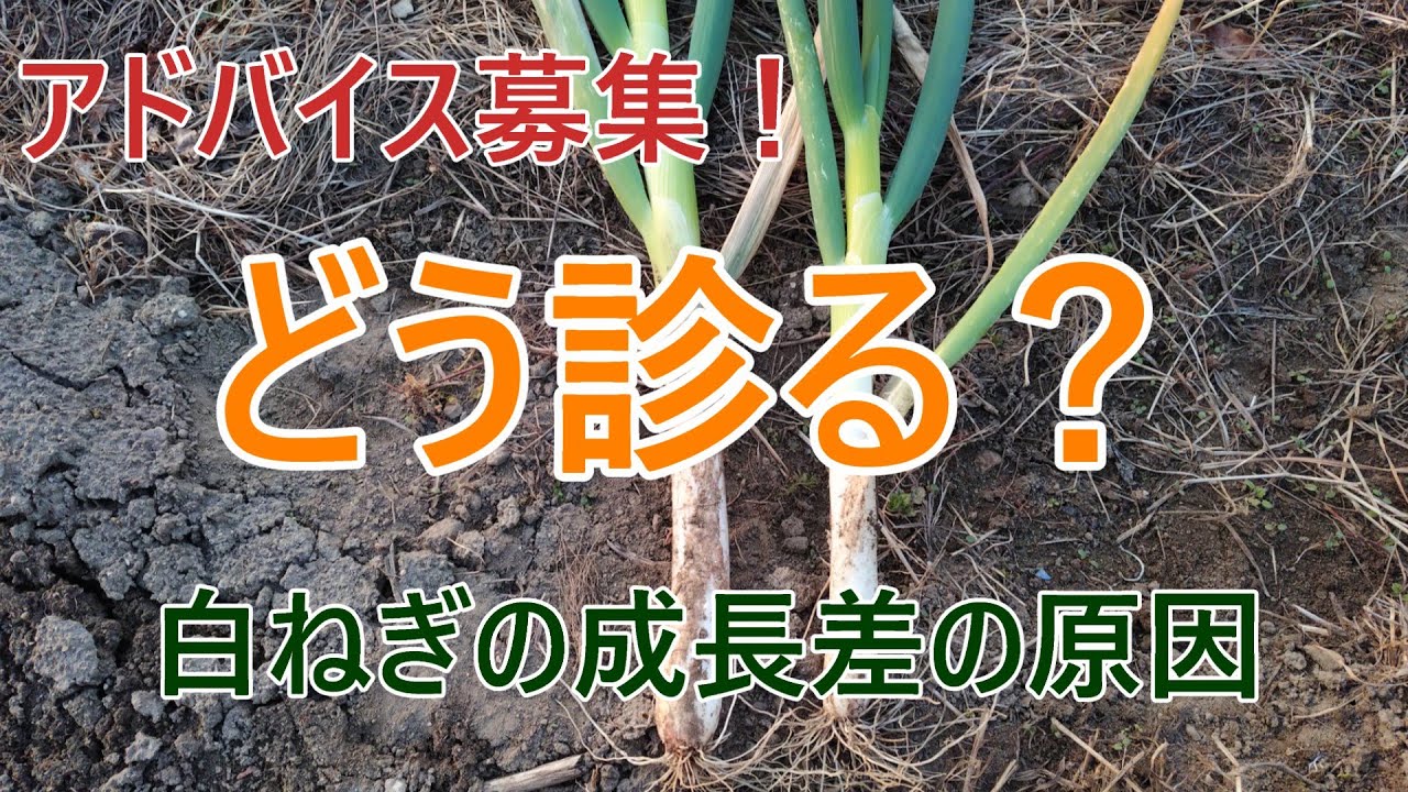 ご意見待っています！同じ日に植えたのに・・・成長に差が出た原因はなんだ？
