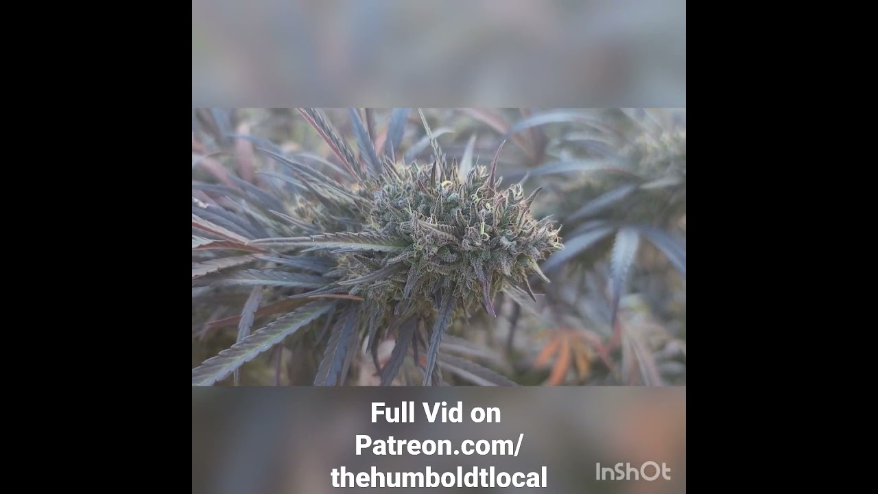 Buddah Garden Terp Tour 2021 Trailer: Dragon's Drool x Ringo's Gift. Full vid on my Patreon