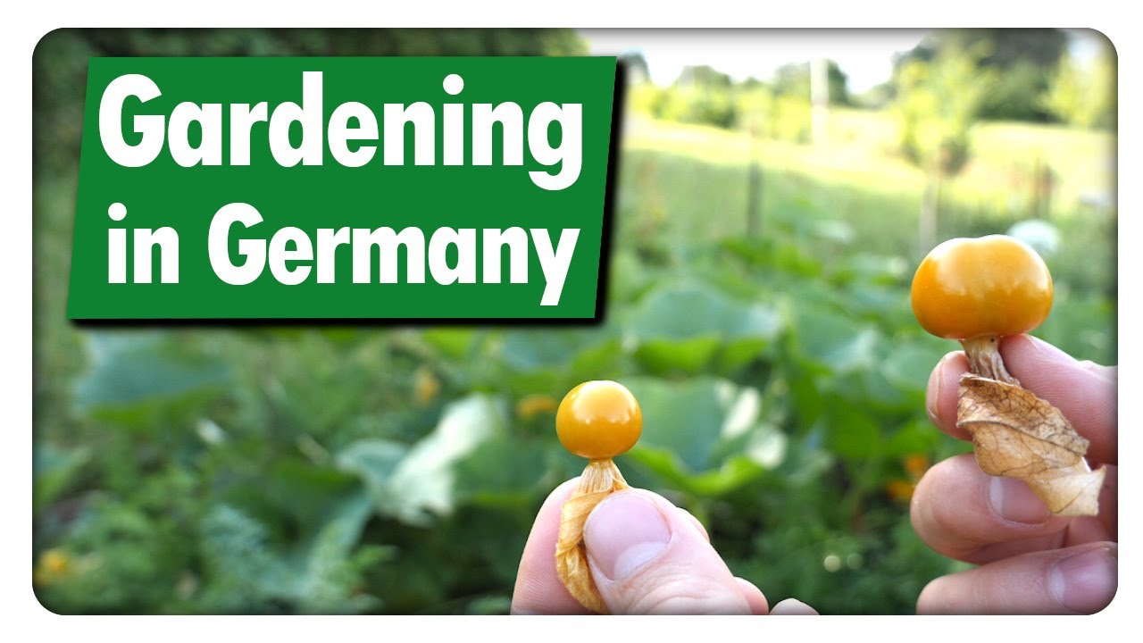 What can you grow in Germany? | Garden Tour August in Germany