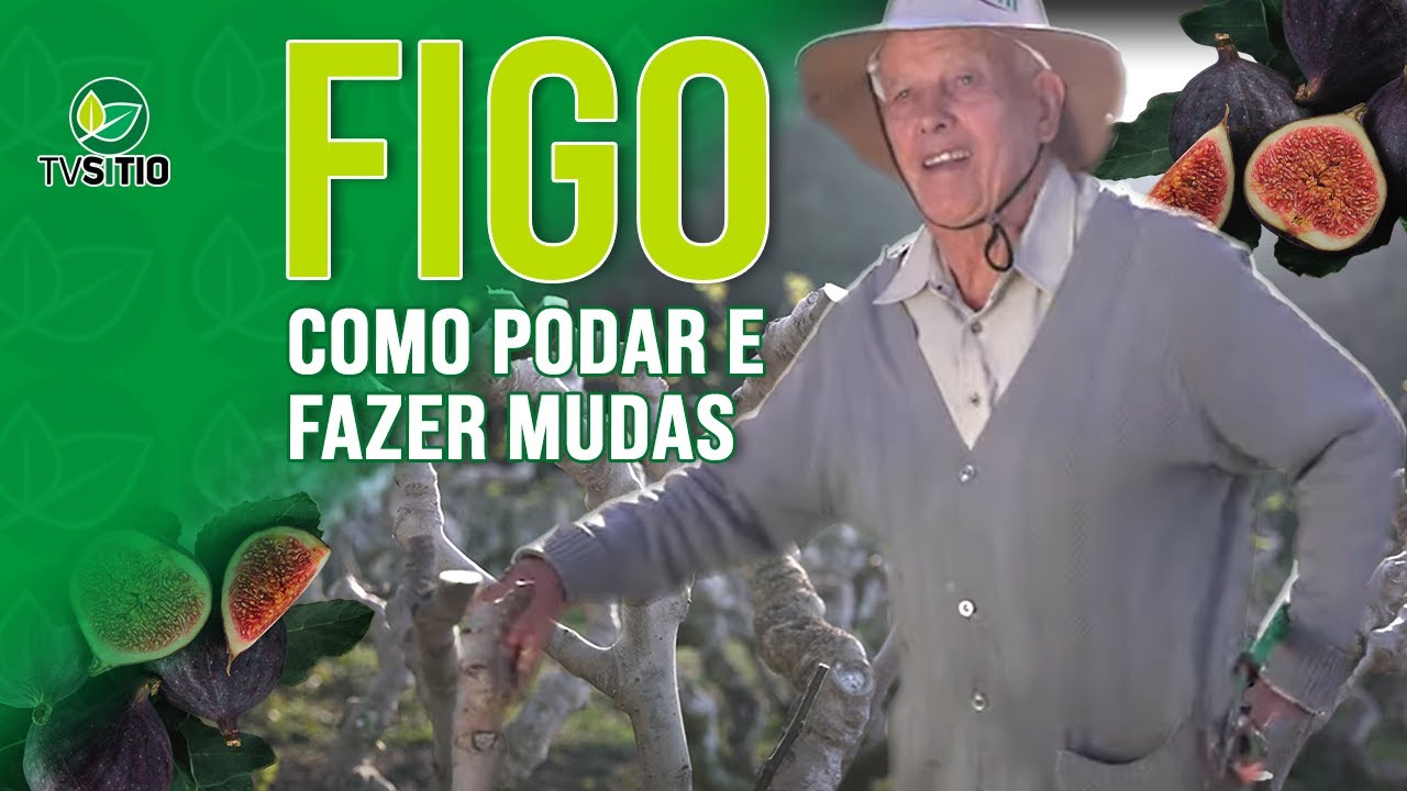 Como podar e fazer mudas de figueira