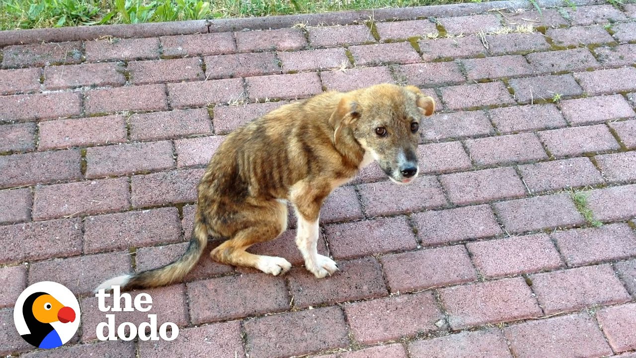 Stray Puppy Knew Exactly Who Could Save His Life | The Dodo Faith = Restored