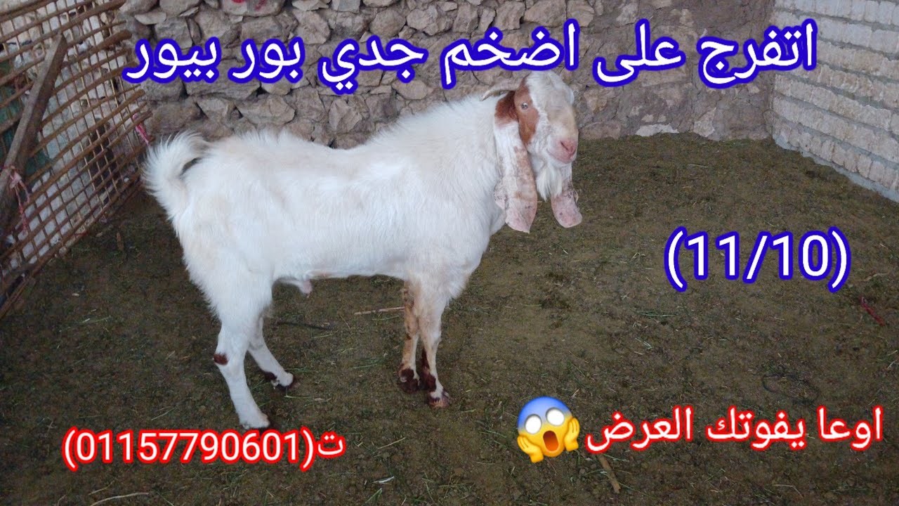 الحق اتفرج على اضخم جدي بور بيور من اعلي السلالات   (11/10) ت(01157790601) #عروض_بيع_الجديان_البور